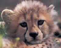 WwwLynx